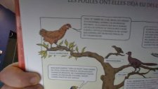 Poule domestique