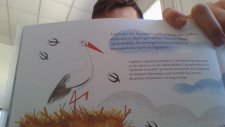 Cigogne blanche