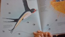 Hirondelle rustique