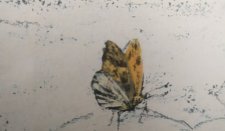 Papillon