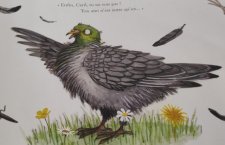 Pigeon