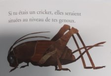 Criquet des champs