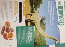 Diplodocus