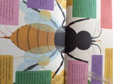 Abeilles 