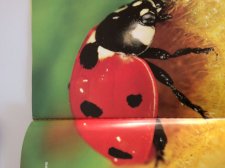 Coccinelle