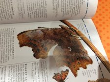 Grand mars changeant