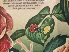Coccinelle 