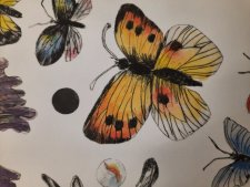 Papillon