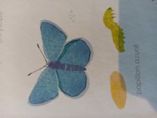 Papillon azuré