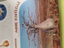 Arbre bouteille