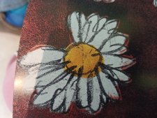 Marguerite 