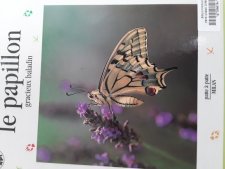 Papillon