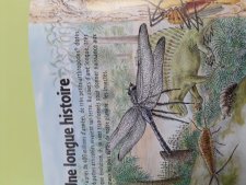 Libellules
