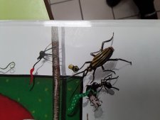 Insecte
