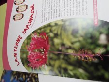 Lanterne japonaise