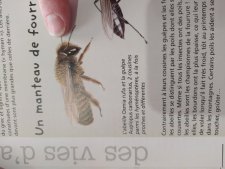 Abeille