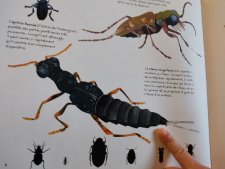 Stenus longitarsis