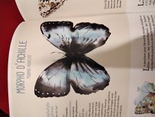 Morpho d