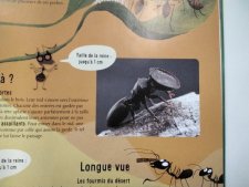 Fourmis porte