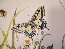 Papillon machaon