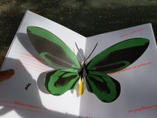 Le papillon de la reine Alexandra