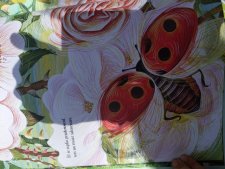 Coccinelle