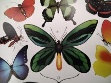 Papillon