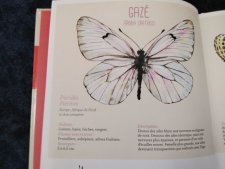 Gazè Aporia crataegi