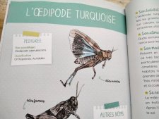Œdipode turquoise 