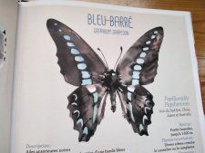 Bleu-barré