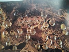 Fourmis bonbonnes