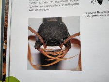 Fourmis thaumatomyrmex contumax 