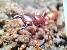 Fourmis légionnaire 