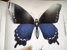 Voilier noir