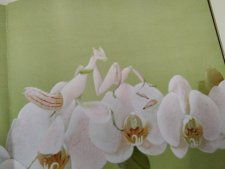 La mante orchidée 