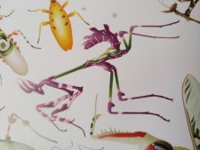 Empusa fasciata