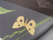 Papillon