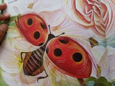 Coccinelle 