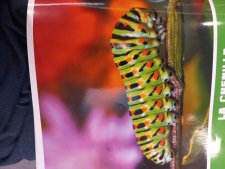 Machaon