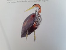 Héron pourprė