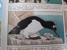 Guillemot de troïl