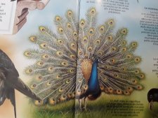 Paon bleu