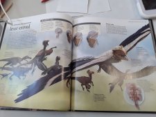 Archaeopteryx