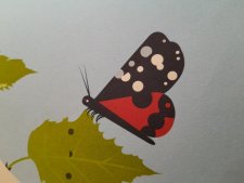Papillon