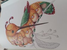 Colibrille pattes