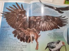 Aigle royal