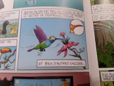 Colibris 