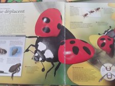 Coccinelle