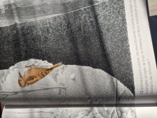 Pic épeiche