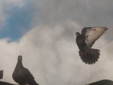 Pigeons